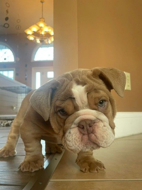 Englische Bulldogge