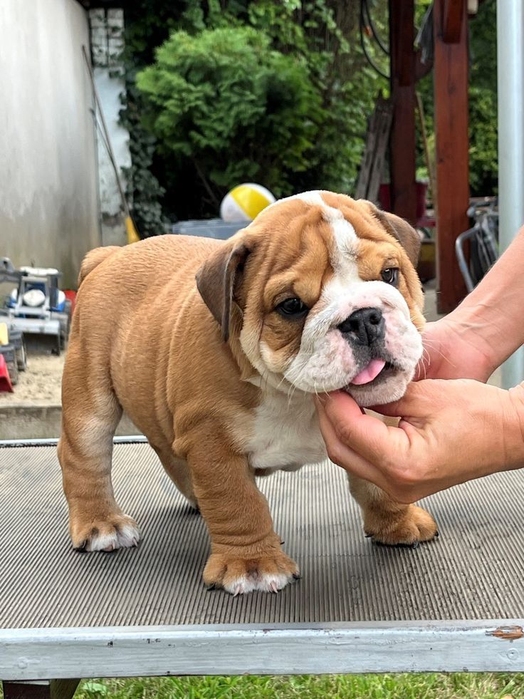 Englische Bulldogge