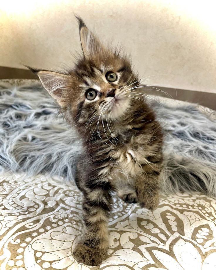 Reinrassige Maine Coons