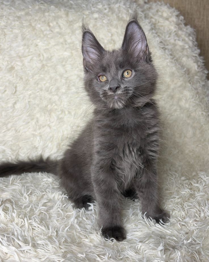 Reinrassige Maine Coons