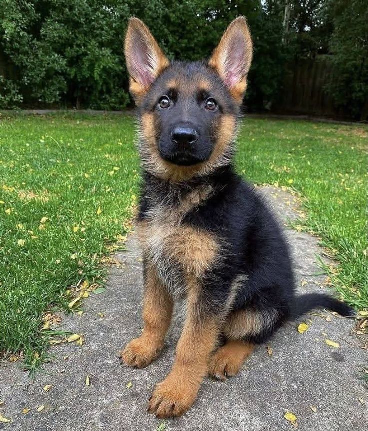 Deutsche Schäferhundwelpen