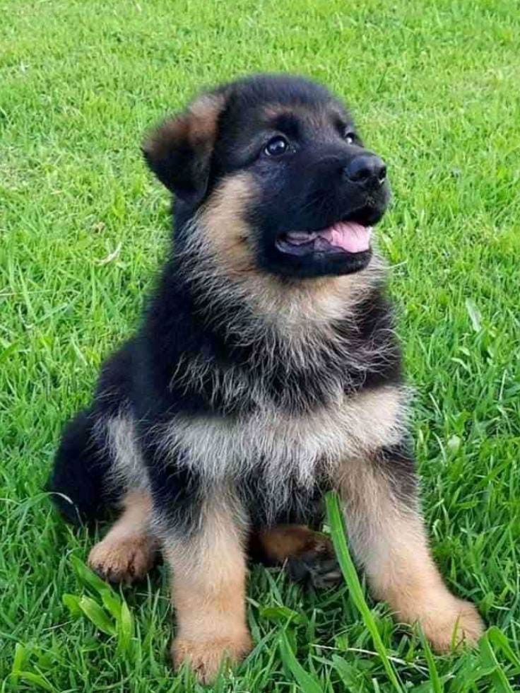 Deutsche Schäferhundwelpen