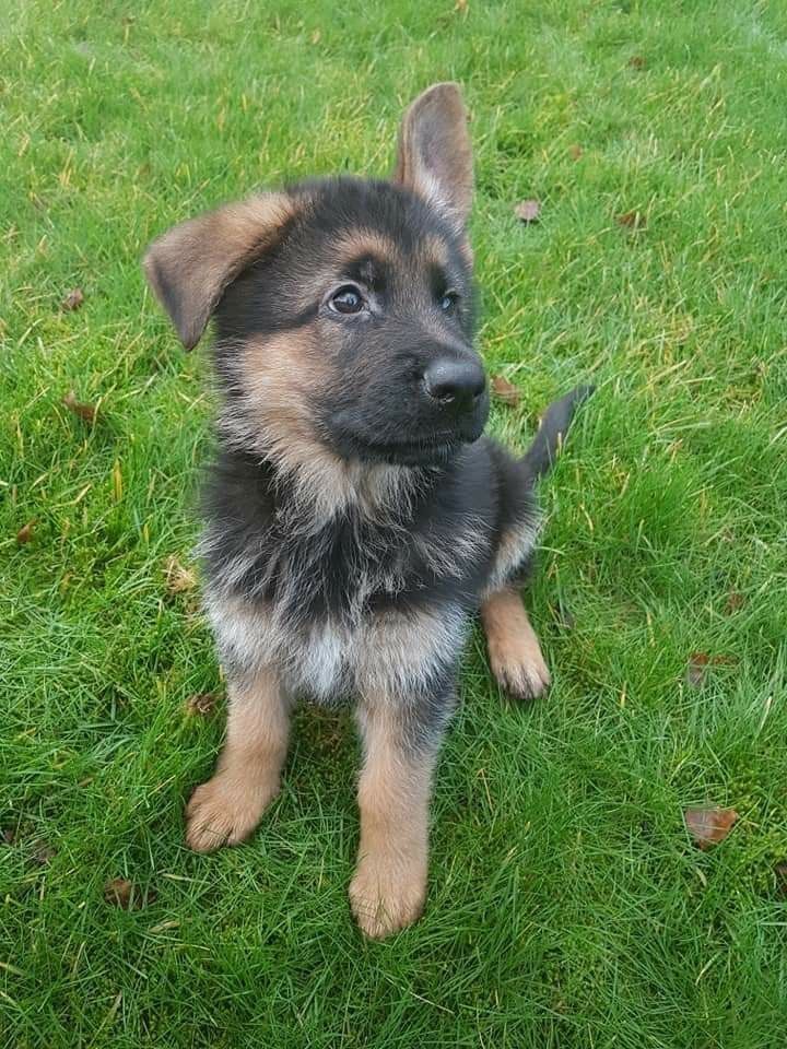 Deutsche Schäferhundwelpen