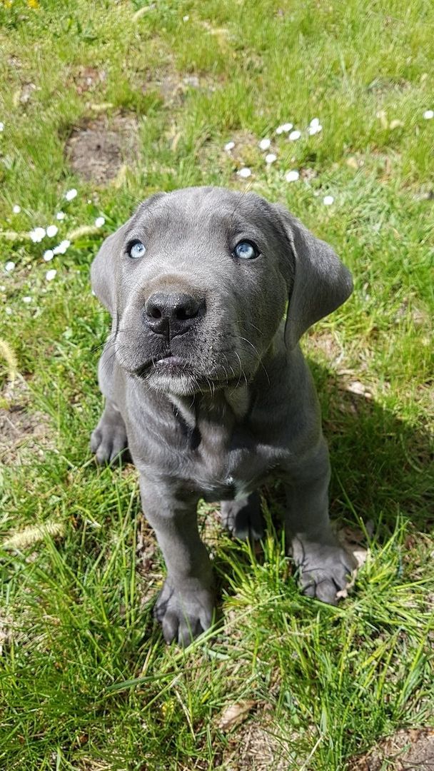 Cane Corso Welpen
