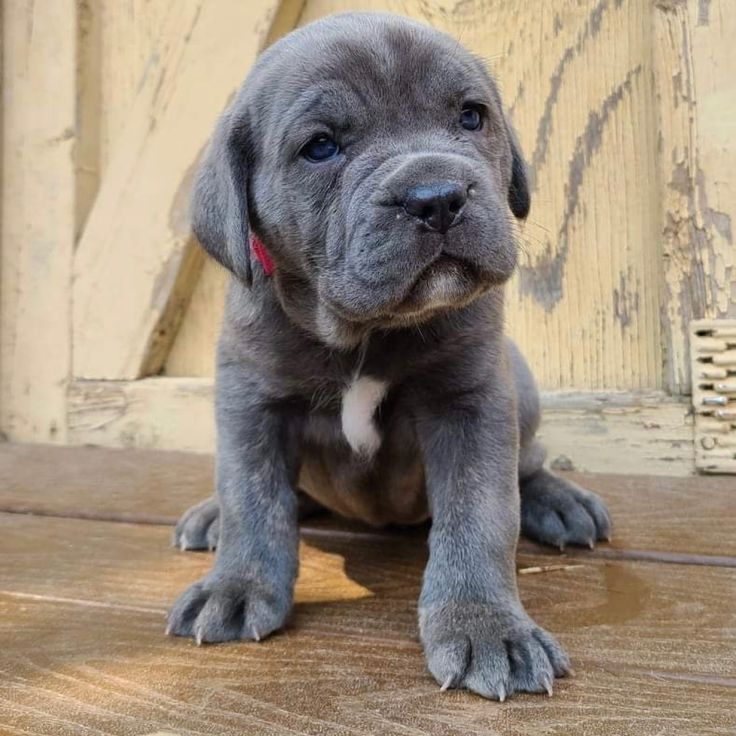 Cane Corso Welpen