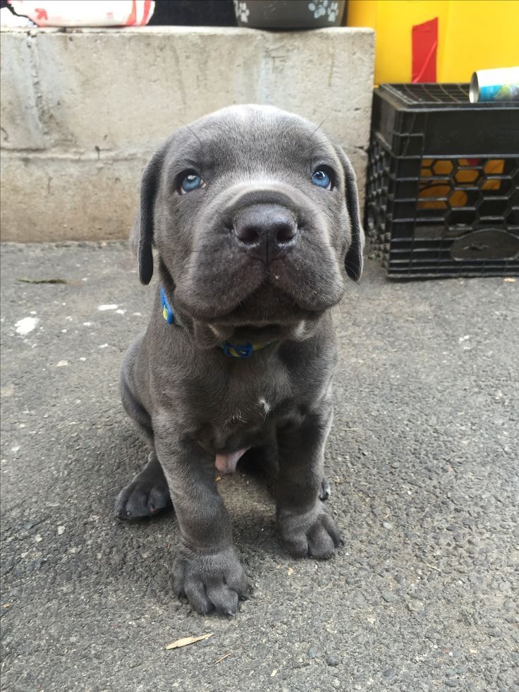 Cane Corso Welpen