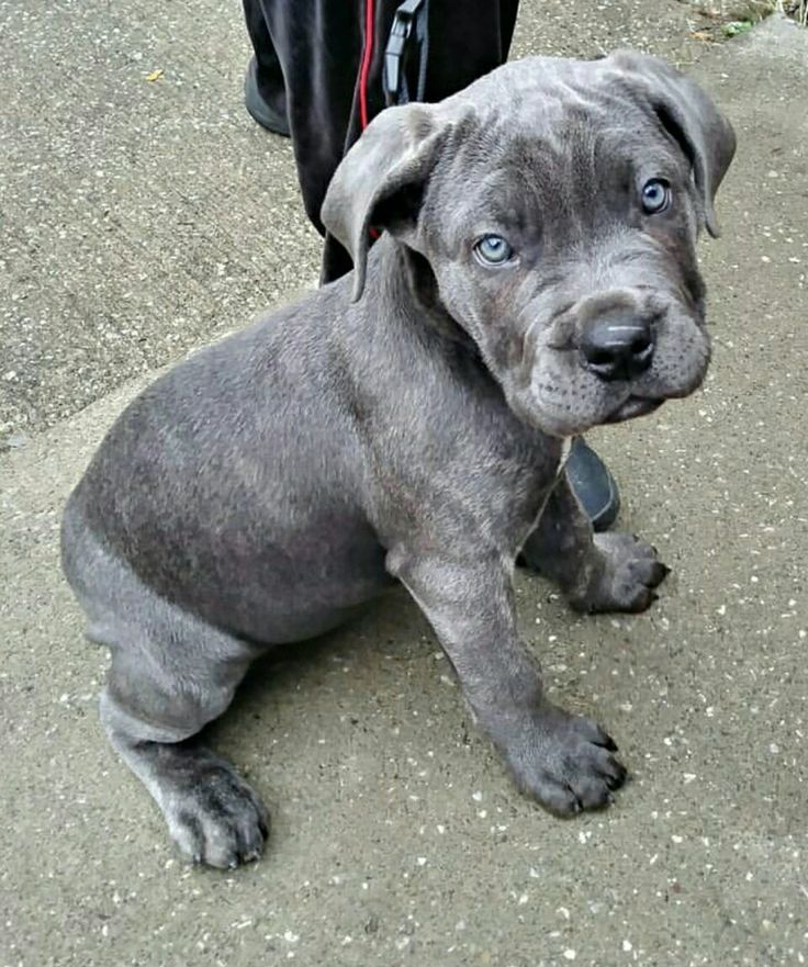 Cane Corso Welpen
