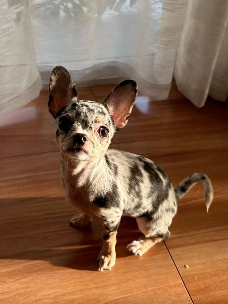 Wunderschöne kleine Chihuahua-Welpen