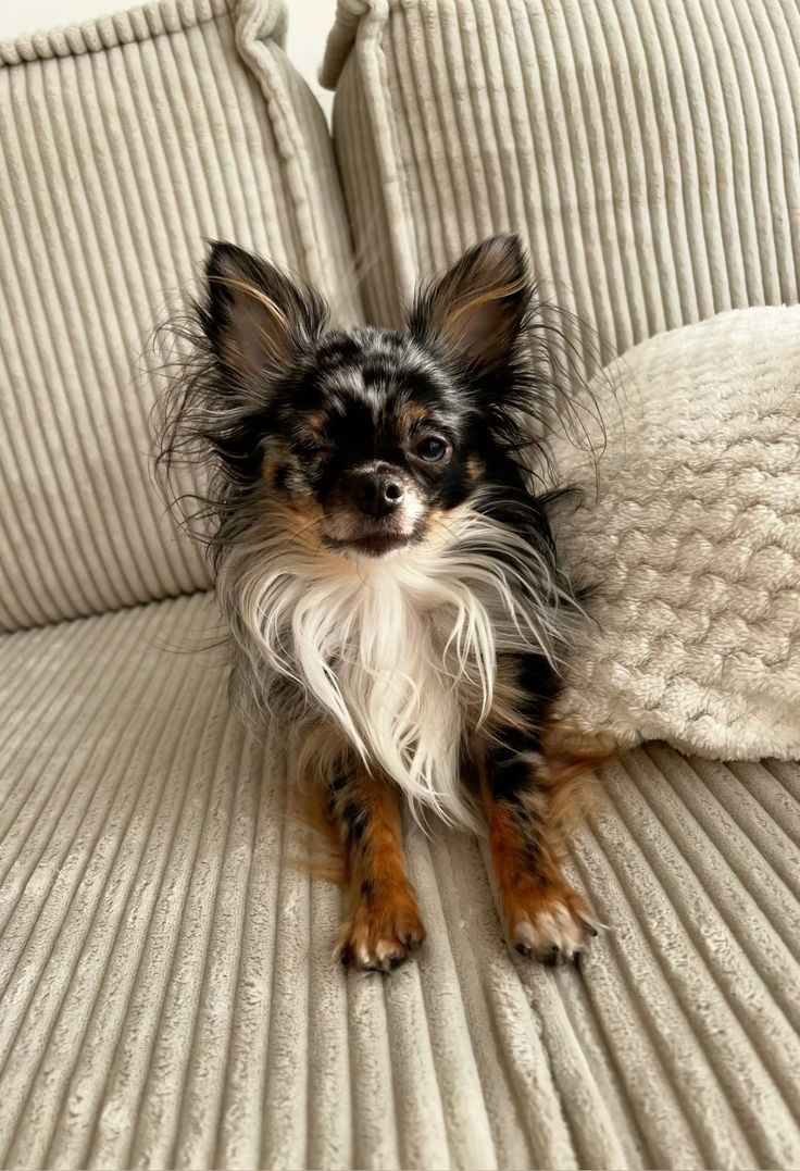 Wunderschöne kleine Chihuahua-Welpen