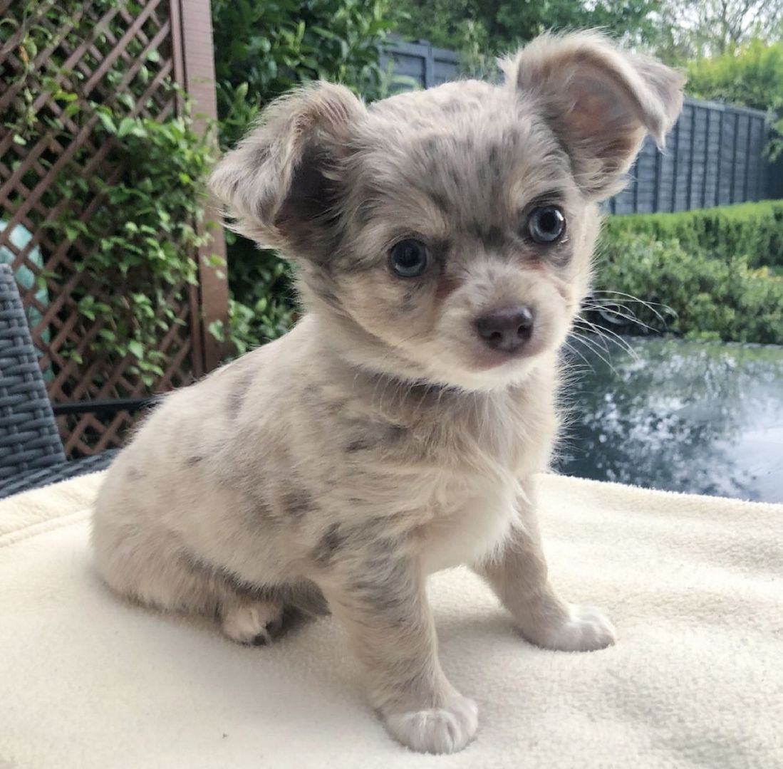 Wunderschöne kleine Chihuahua-Welpen