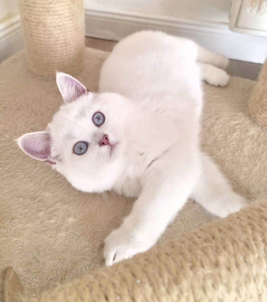 Supersüße Kitten mit blauen Augen BKH GEIMPFT! seal-silver-shaded-point ns 11 33 reinrassig!