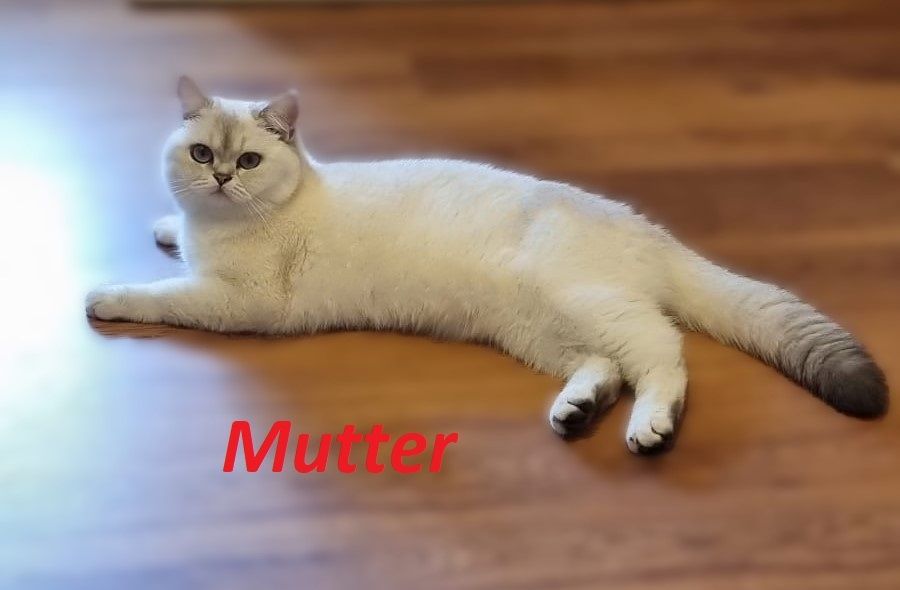 Supersüße Kitten mit blauen Augen BKH GEIMPFT! seal-silver-shaded-point ns 11 33 reinrassig!