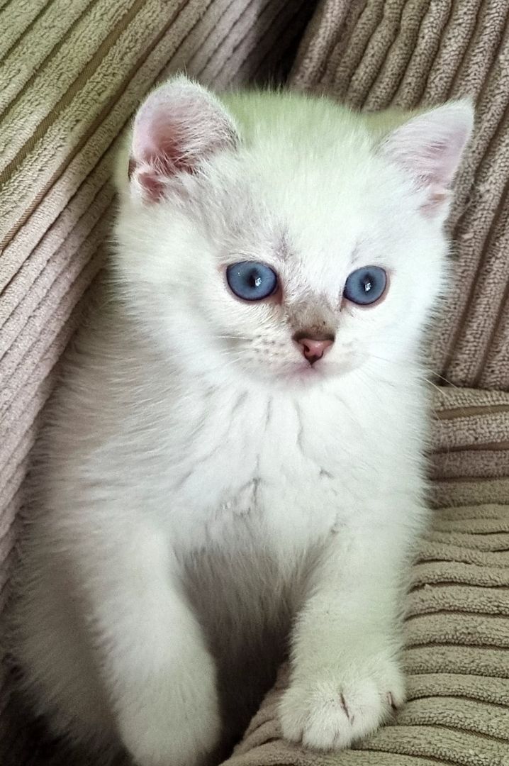 Supersüße Kitten mit blauen Augen BKH GEIMPFT! seal-silver-shaded-point ns 11 33 reinrassig!