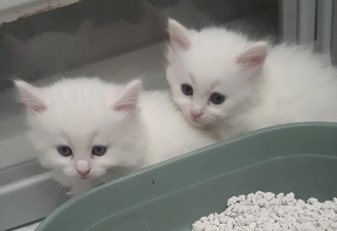 Türkisch-Angora-Kätzchen abzugeben