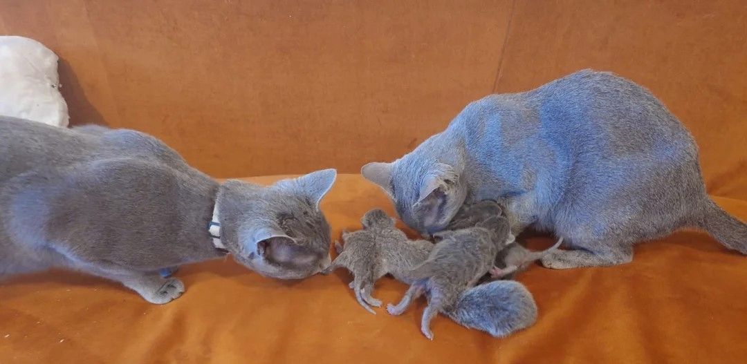 Russisch Blau Kätzchen