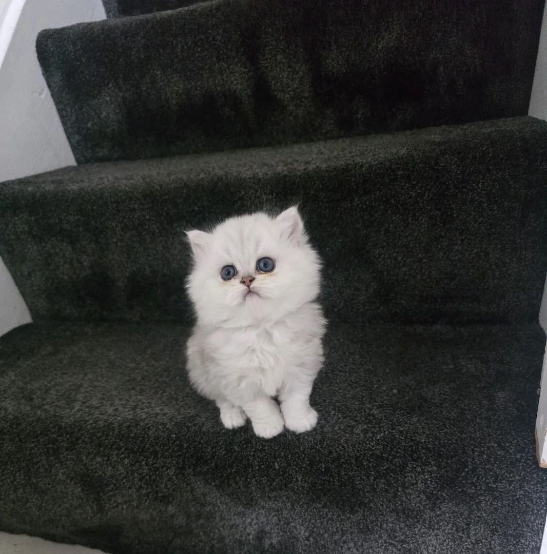 wunderschöne Perser-Chinchilla-Kätzchen