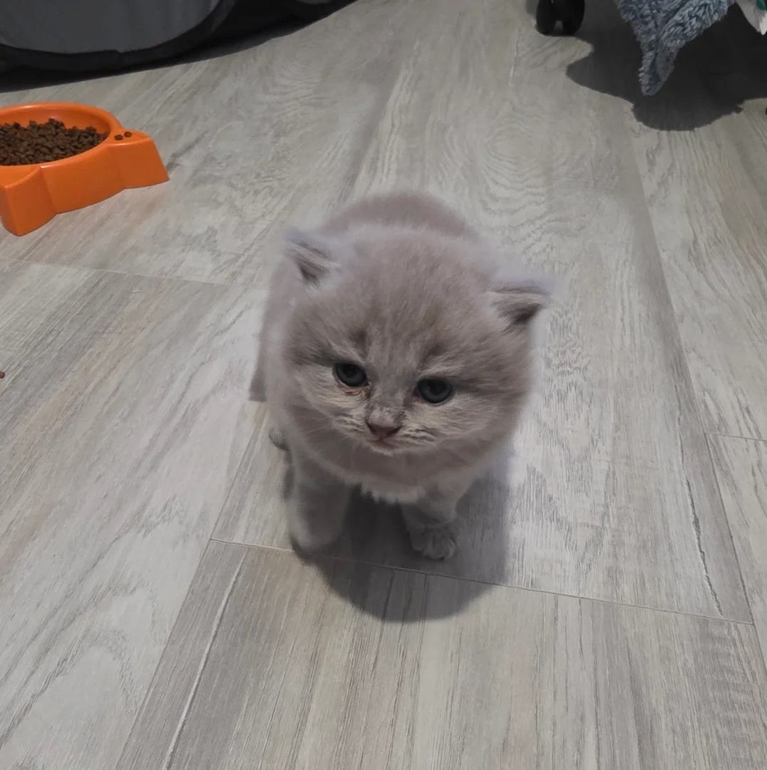 Wunderschöne Britisch Kurzhaar-Kätzchen