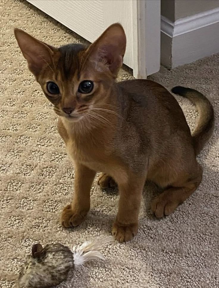 Reinrassige Abessinier-Kätzchen ❤️