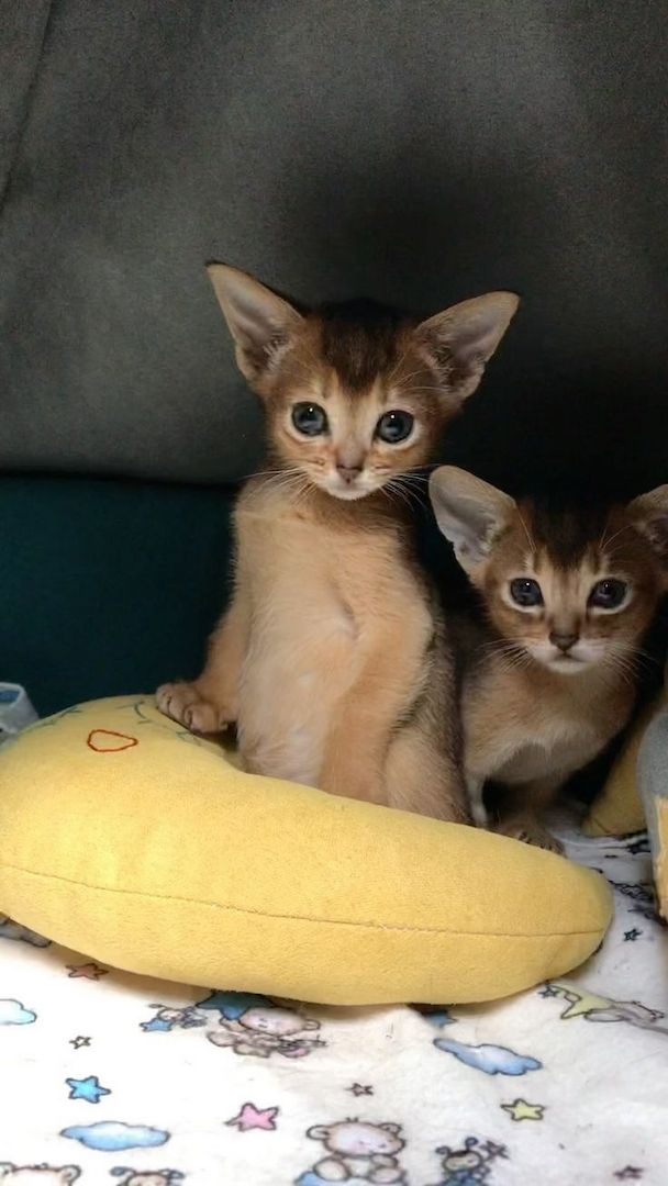 Reinrassige Abessinier-Kätzchen ❤️