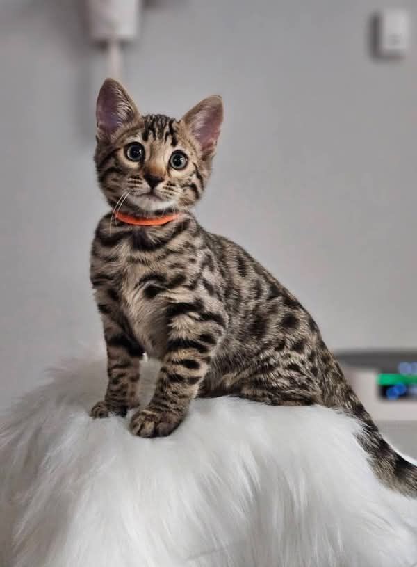 Wunderschöner Wurf halb-bengalischer Kätzchen