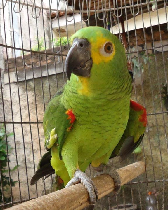 Freundlicher Welpe einer Orangeflügelamazone