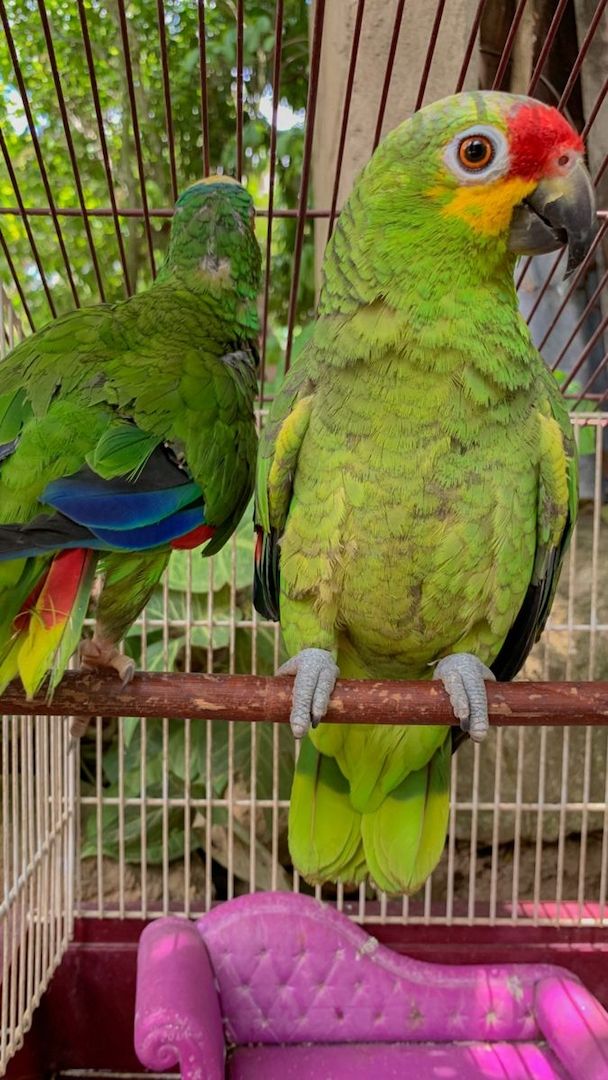 Freundlicher Welpe einer Orangeflügelamazone