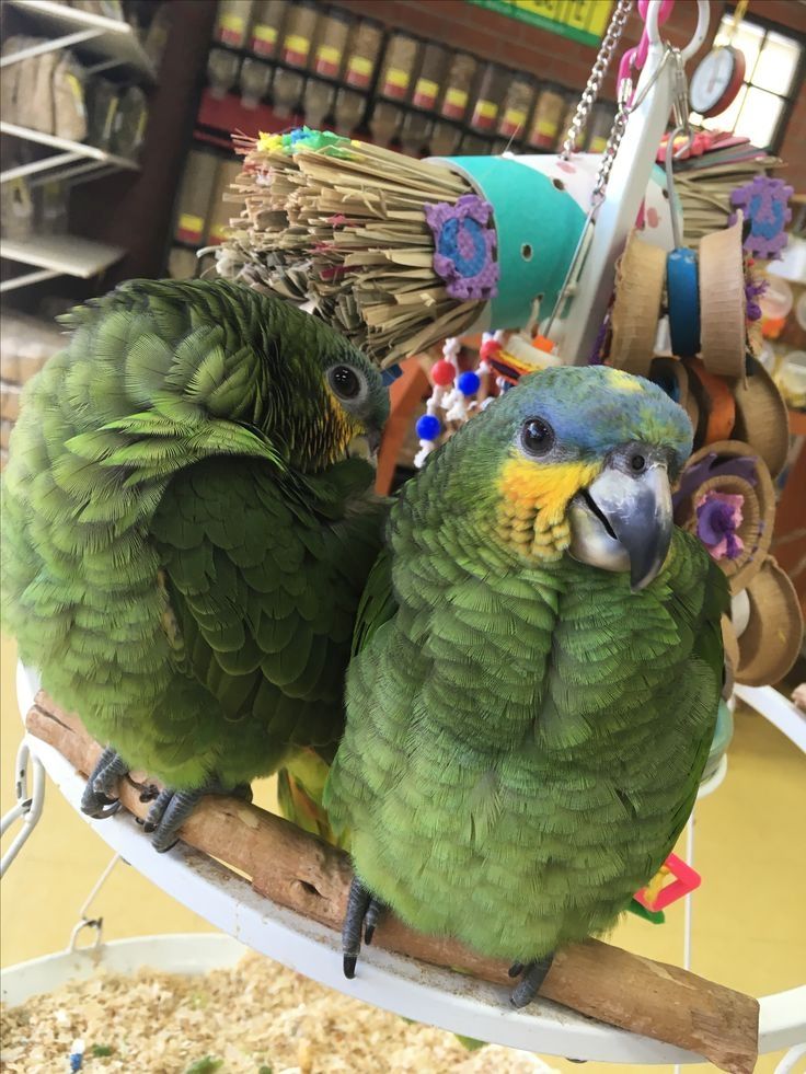 Freundlicher Welpe einer Orangeflügelamazone