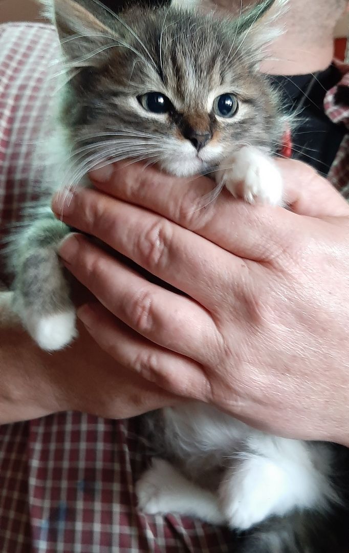 European shorthaired