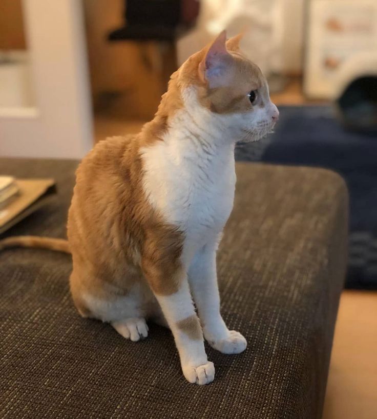 Deutsche Rex-Kätzchen