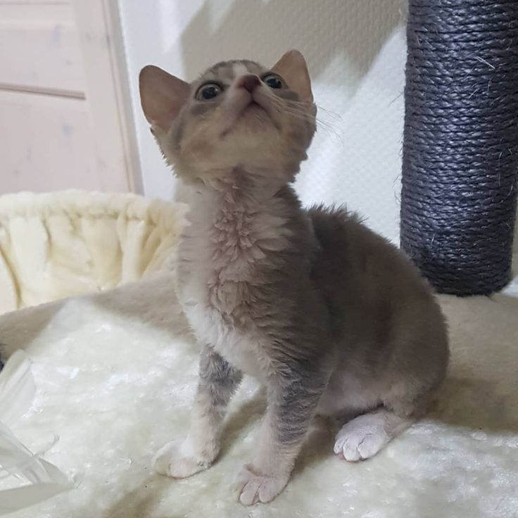 Deutsche Rex-Kätzchen