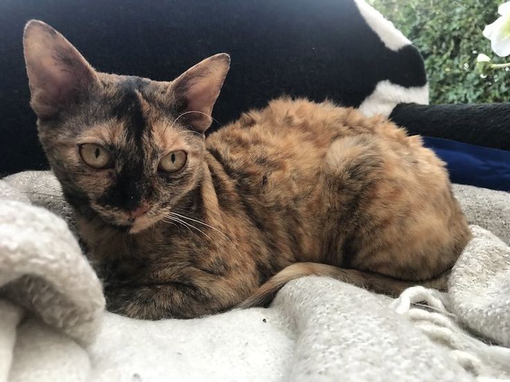 Deutsche Rex-Kätzchen