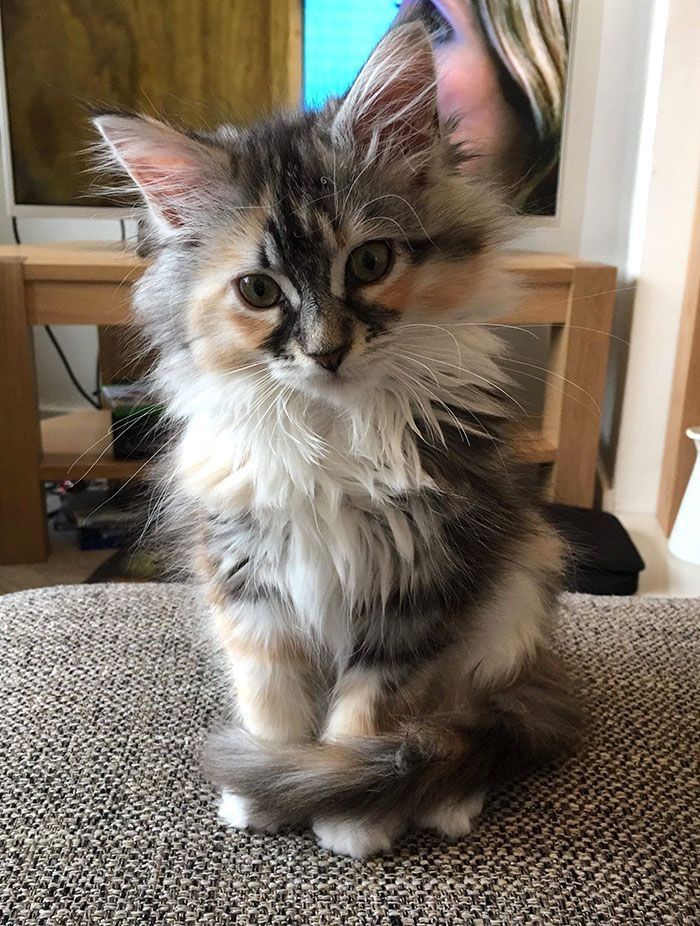 Maine Coon