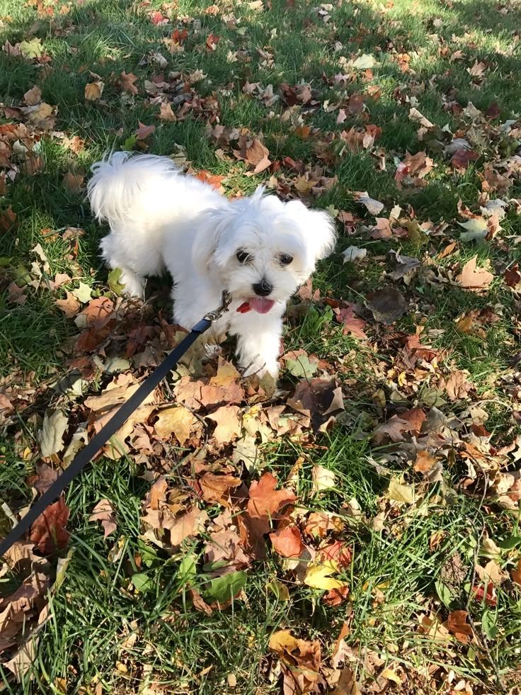 Malteserwelpen mit Ahnentafel suchen ein liebevolles Zuhause