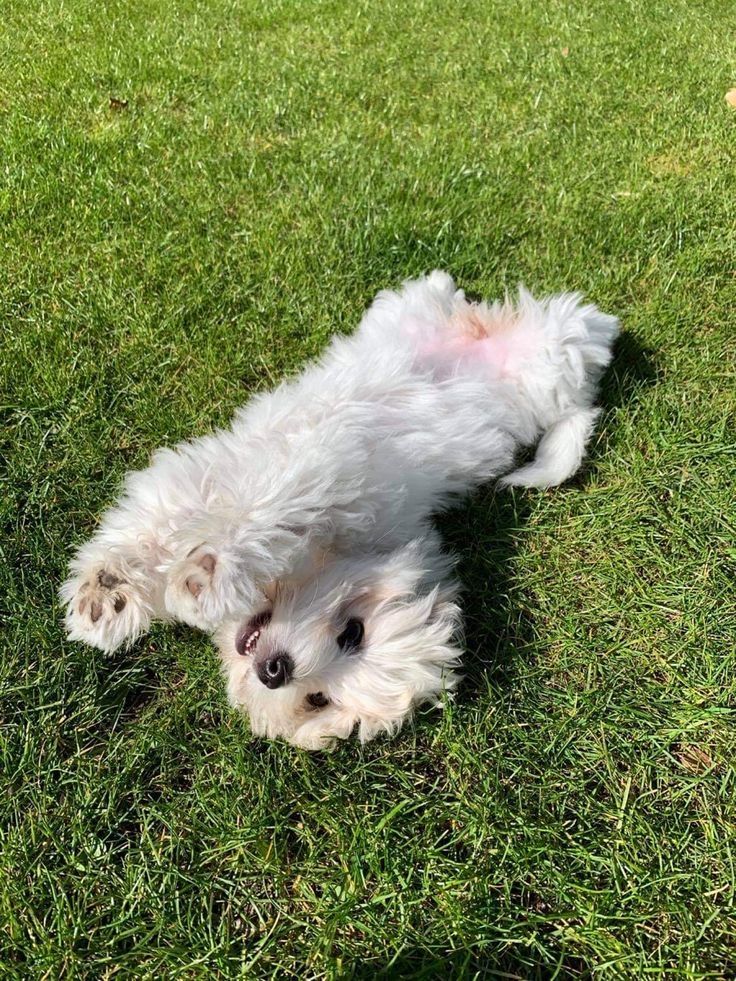 Malteserwelpen mit Ahnentafel suchen ein liebevolles Zuhause