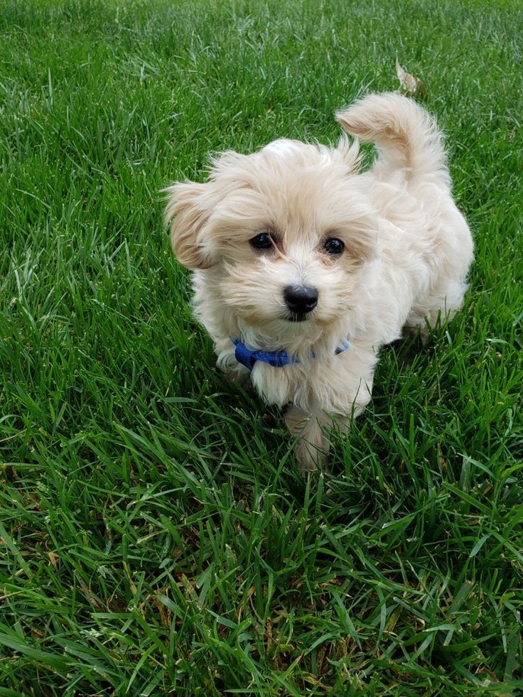 Malteserwelpen mit Ahnentafel suchen ein liebevolles Zuhause