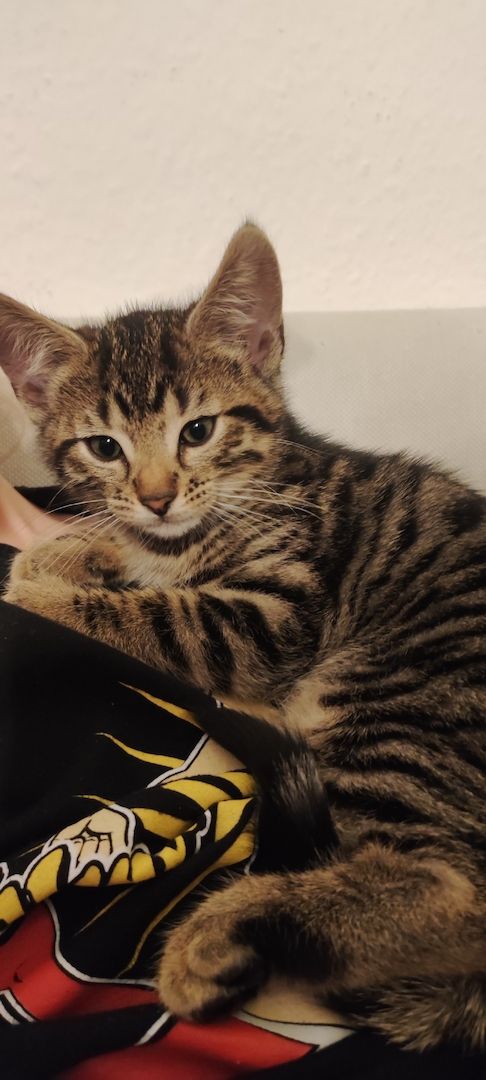 Bengal-Mix-Kätzchen suchen ein liebevolles Zuhause