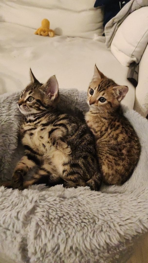 Bengal-Mix-Kätzchen suchen ein liebevolles Zuhause