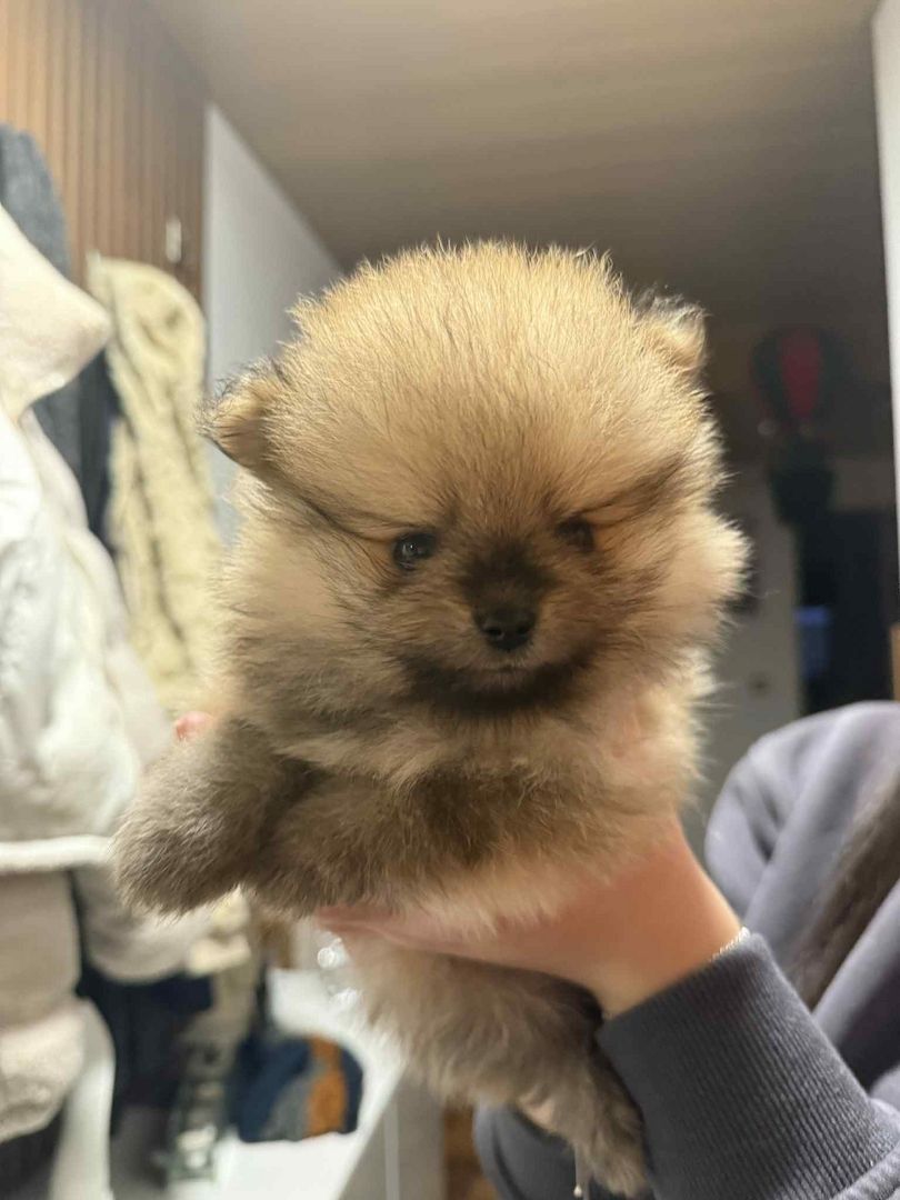 3 süße Zwergspitzwelpen suchen ein Zuhause