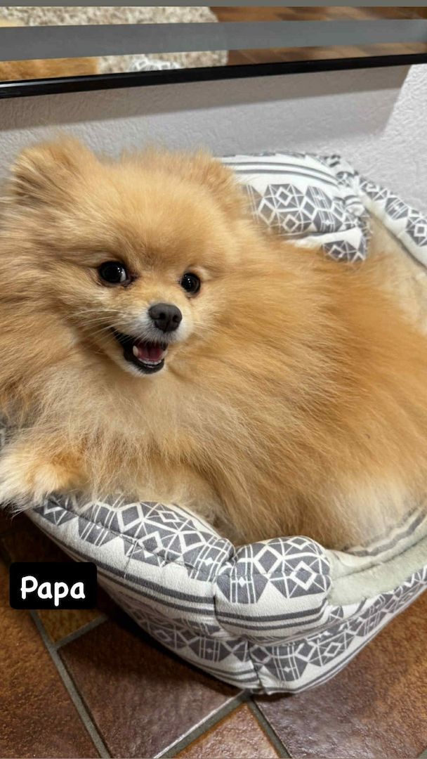 3 süße Zwergspitzwelpen suchen ein Zuhause