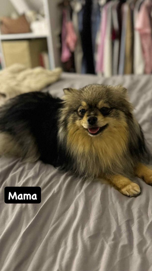 3 süße Zwergspitzwelpen suchen ein Zuhause