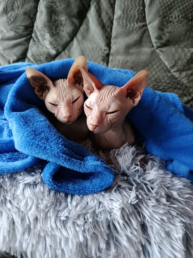 Uschi und Tilli suchen ein neues Zuhause