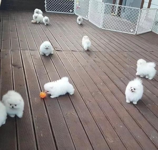 Mini Zwergspitz Pomeranian Welpen 