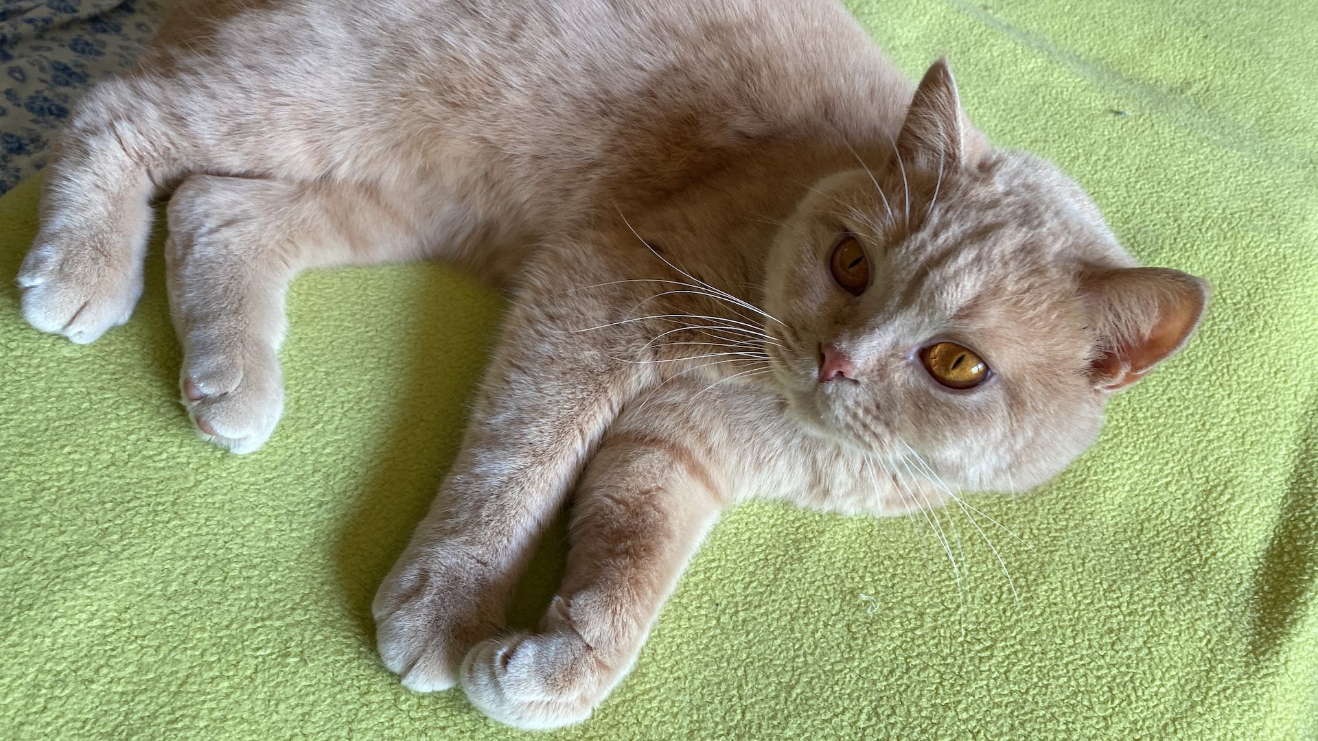 BKH + BLH, Stammbaum, geimpft , entwurmt + Chip