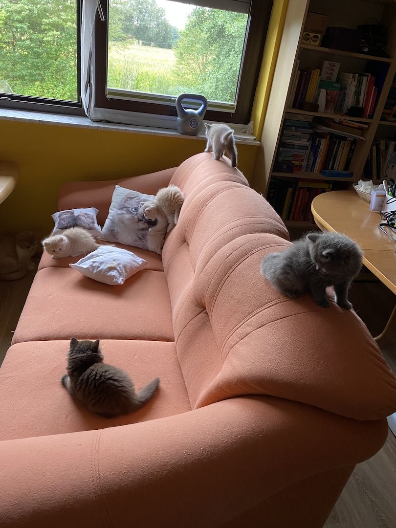 BKH + BLH, Stammbaum, geimpft , entwurmt + Chip