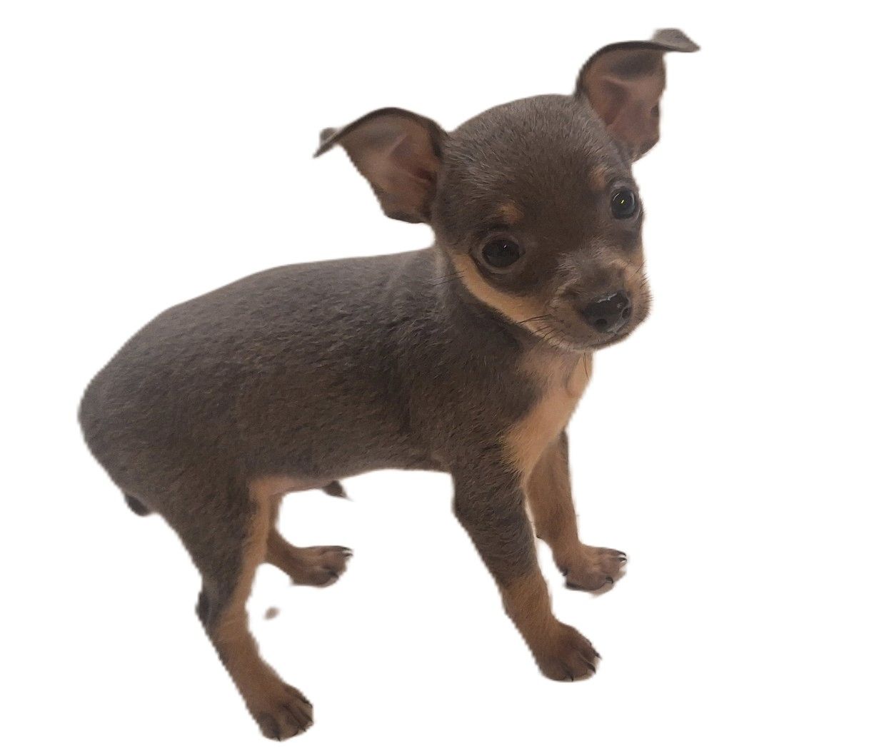 Süsser Prager Rattler Welpe sucht ein neues Zuhause