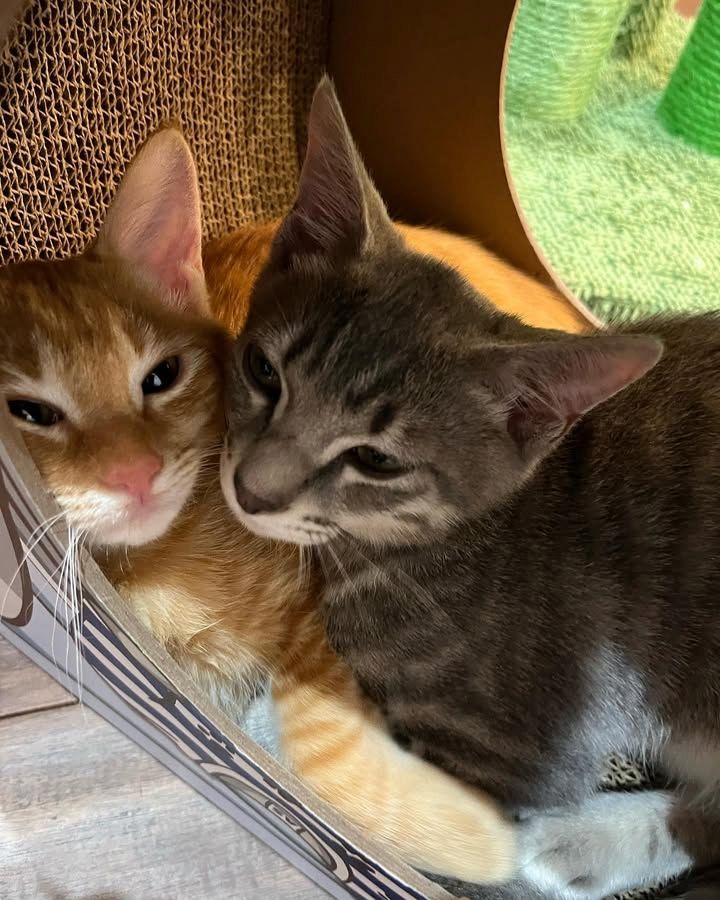Das perfekte Duo für die Adoption!