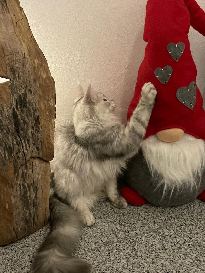 Maine Coon Kitten Shaded Linie mit Stammbaum