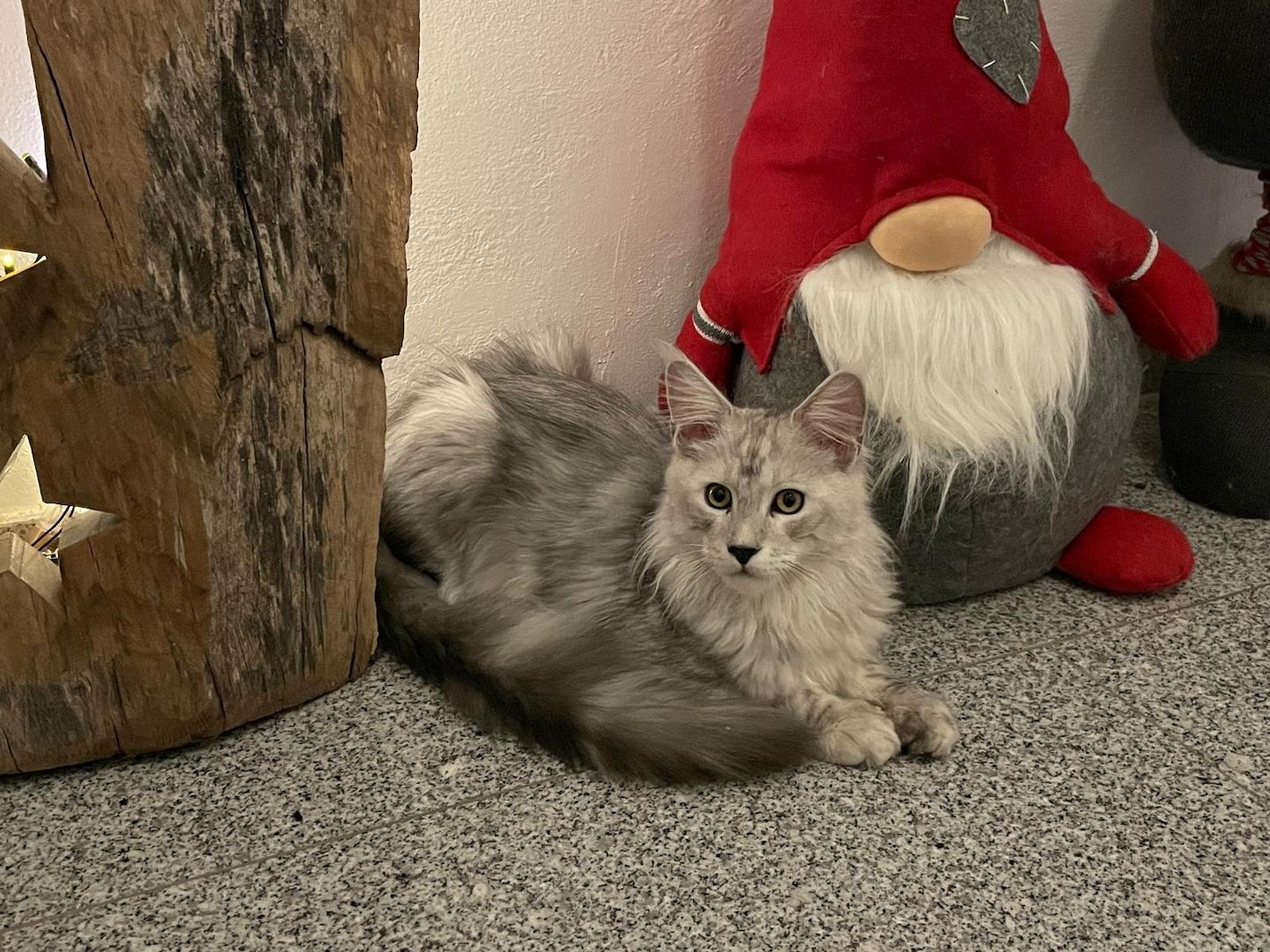 Maine Coon Kitten Shaded Linie mit Stammbaum