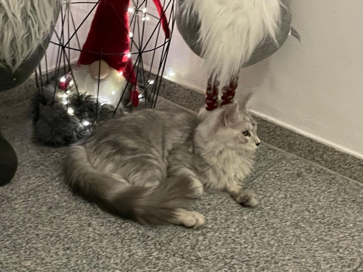 Maine Coon Kitten Shaded Linie mit Stammbaum