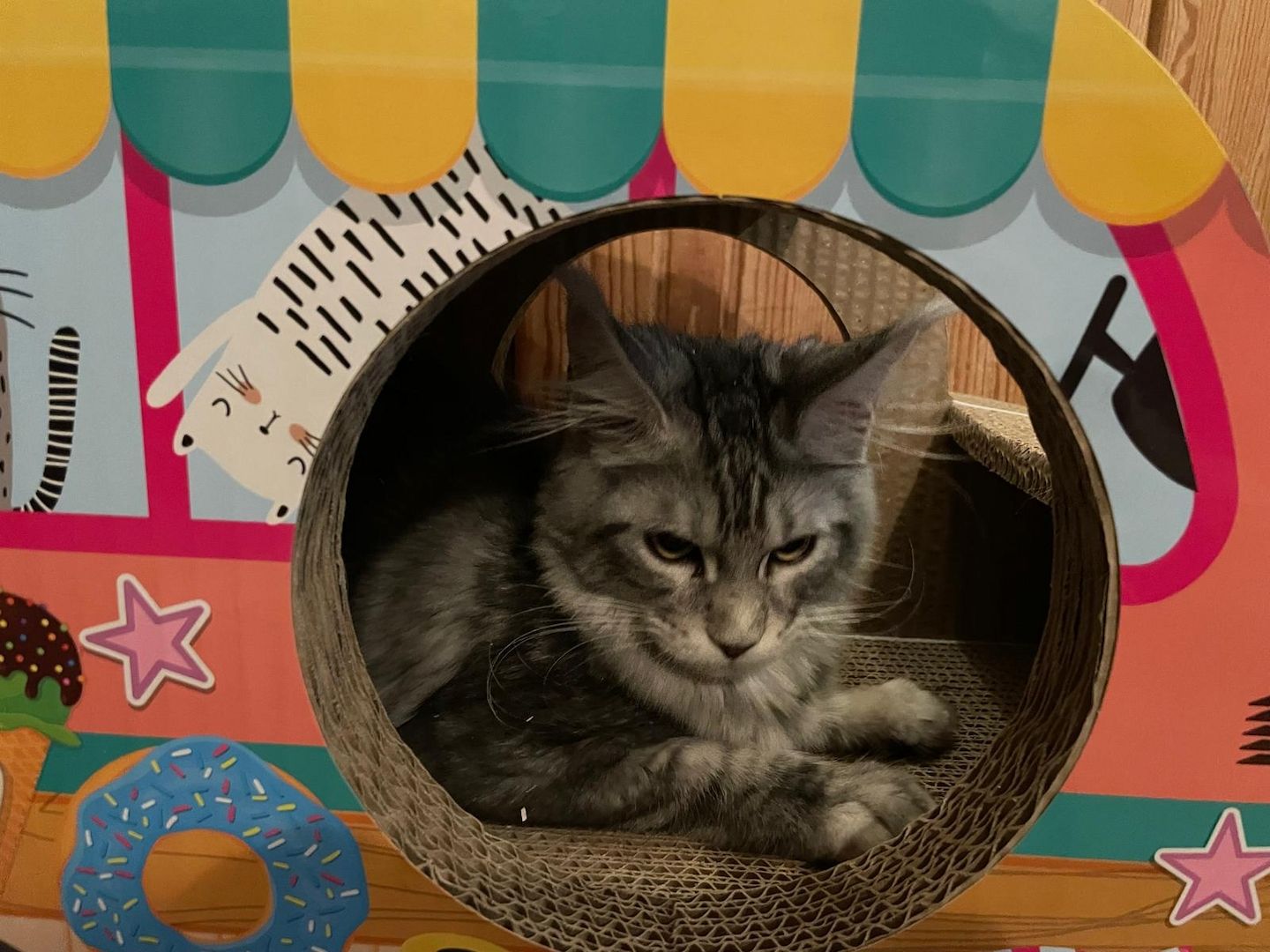 Maine Coon Kitten mit Stammbaum